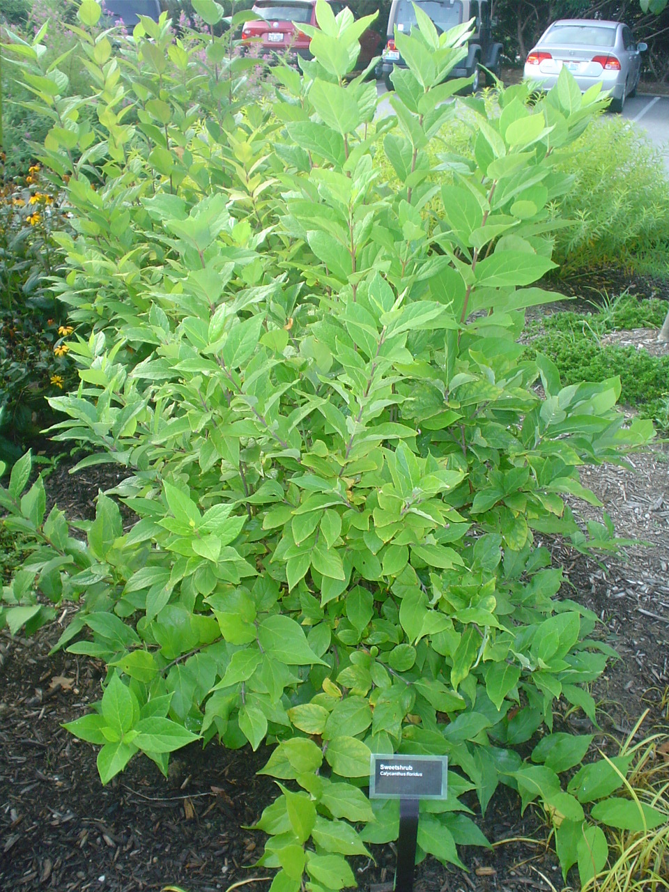 Carolina Allspice bush